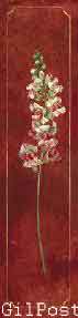 פרח בבורדו תורמוס רומנטי עיצוב מודרני מינמליסטי טבע גבעול רקע אדום